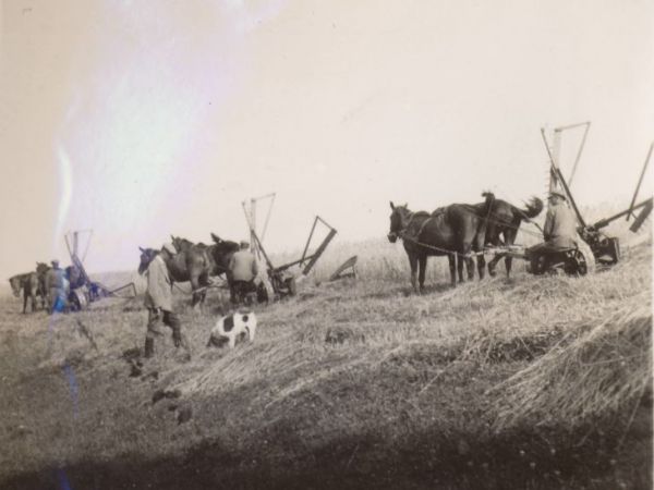 Jachimowszczyzna - Zniwa 1934 r.