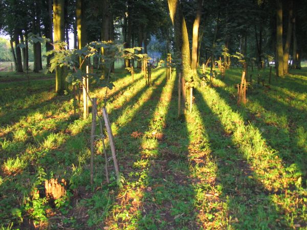 Замкавы парк