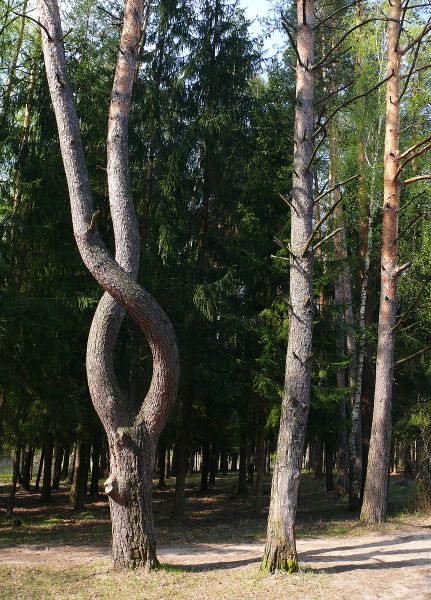 Незвычайнае дрэва каля вёскі