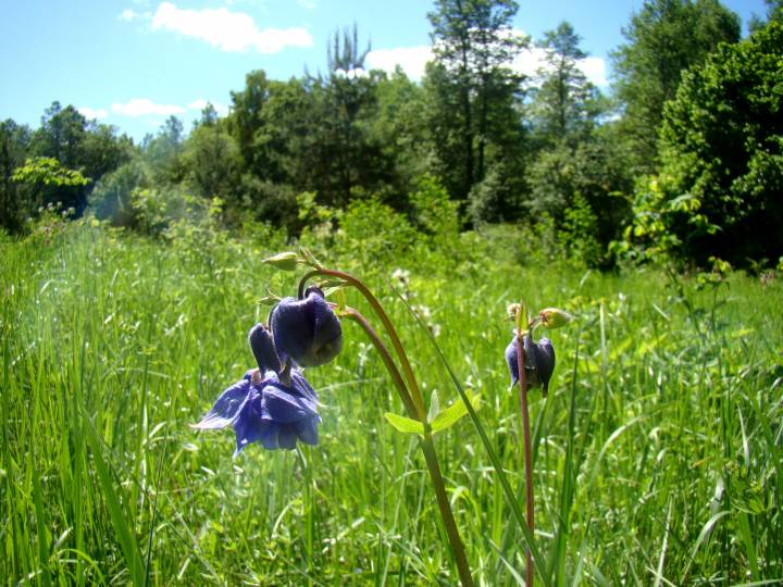 имение Нескучное было