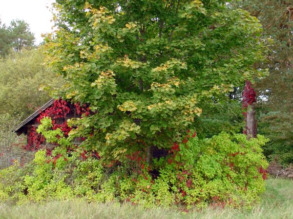 Осень в Мяльнике