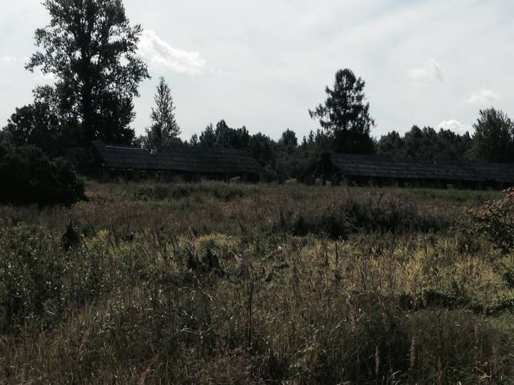 Еще жива одна лиственница из парка пана Ренгартена