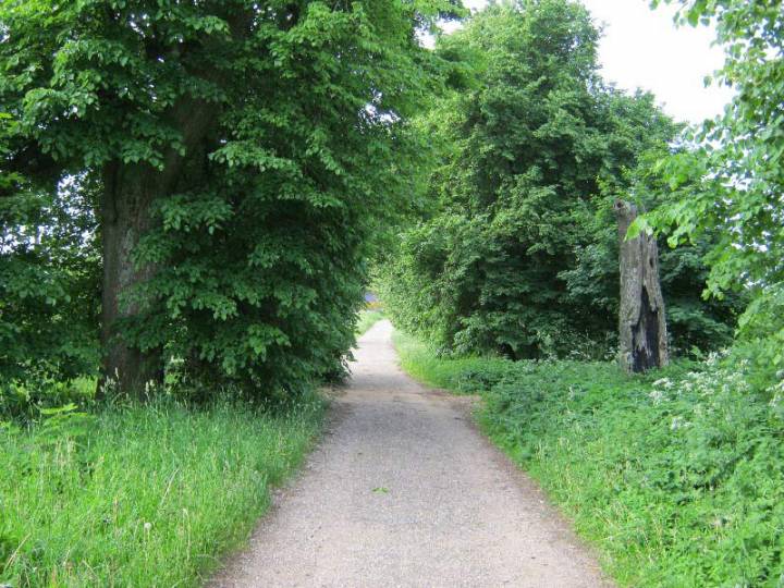 Кузевічы, старыя панскія ліпы