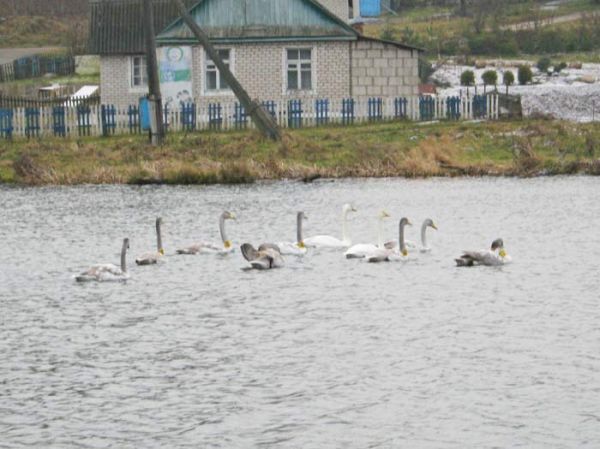Лагаза (цэнтр), Сям'я лебедзяў перад адлётам...