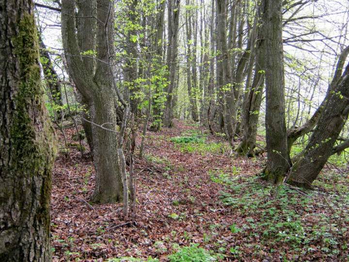 Рэшткі ліпавай алеі