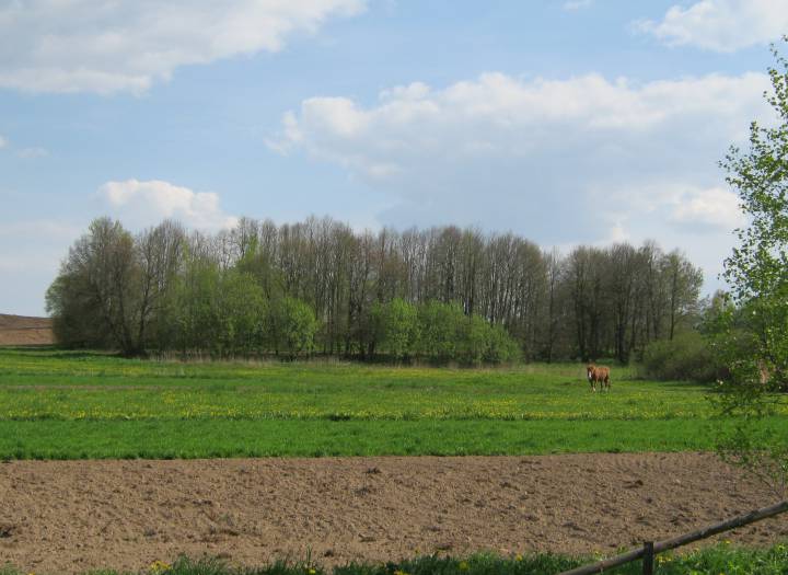 У далечыні бачым ліпы, якія ўказваюць на месца, дзе быў маёнтак...