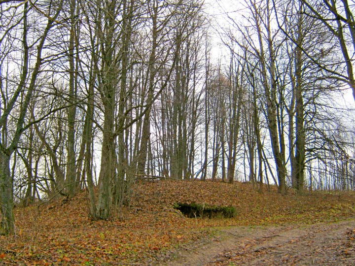 Старыя дрэвы на месцы былога фальварку