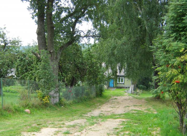 Ёсць і старыя дрэвы...