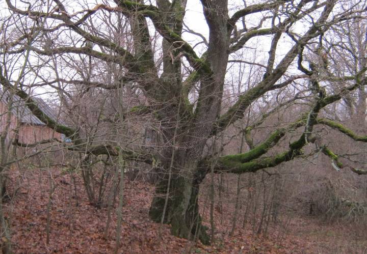 Дуб дыяметрам каля двух метраў, як напамін аб панскіх прысадах...