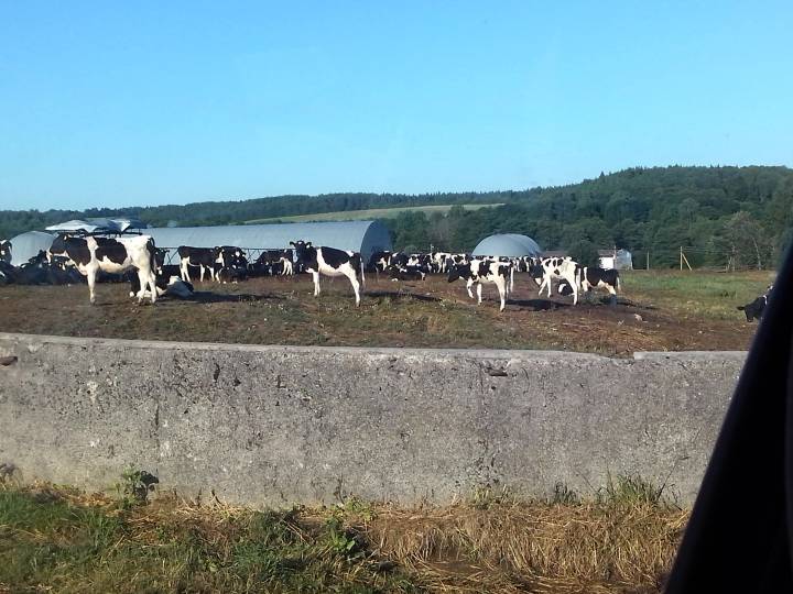 Калхознае быдла