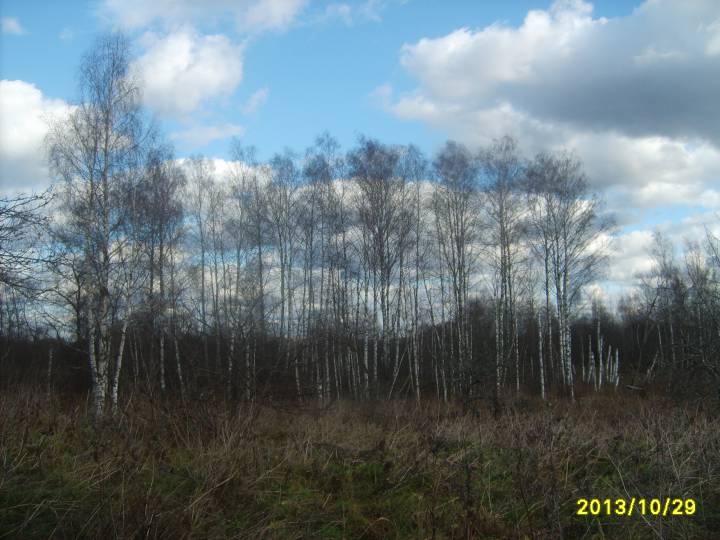 Березовая роща, окруженная водой, а в ней скрываются остатки фундамента каплички, колодец и родник