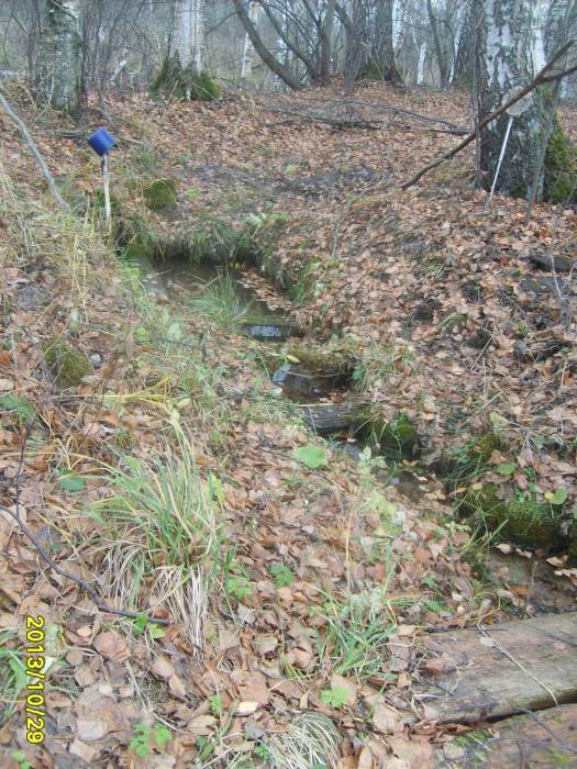 Родник в березовой рощице
