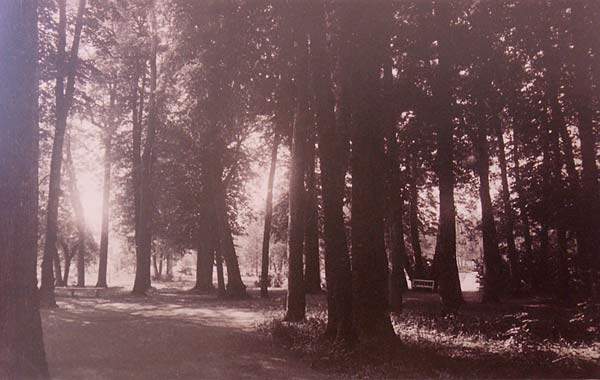 Nieśwież. Alba. Lipy<br>fot. Józef Boretti. 1894