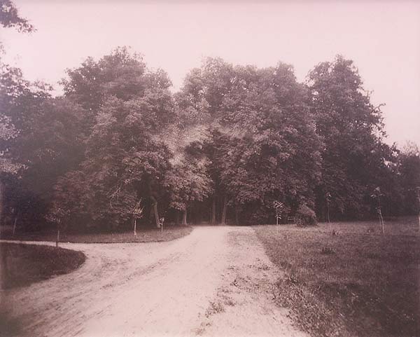 Nieśwież. Alba. Lipy<br>fot. Józef Boretti. 1894