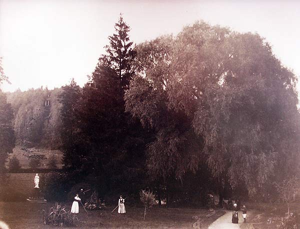 Sienieżyce. Wierzba<br>fot. Józef Boretti. 1894