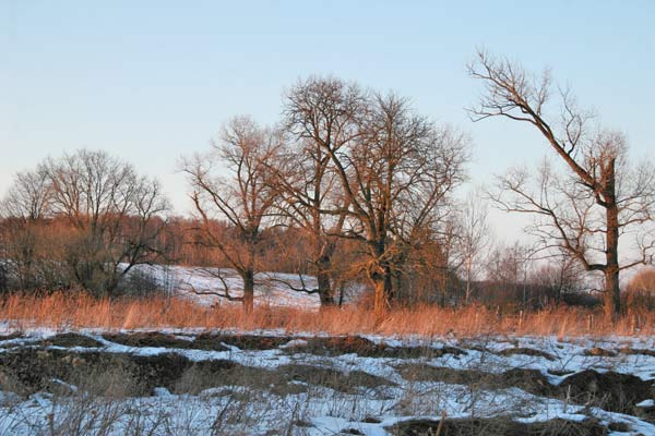 Рэшткі парка (2010-03-08)