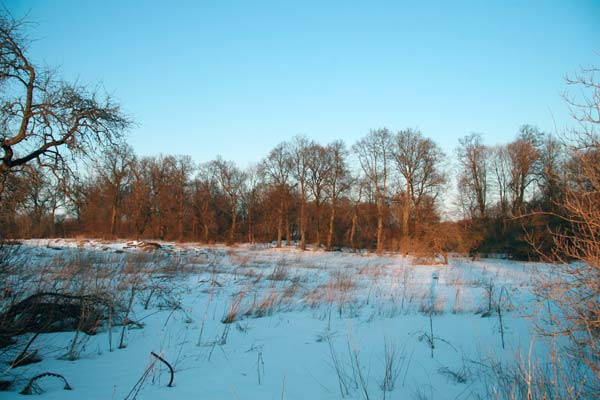 Рэшткі парка (2010-03-08)