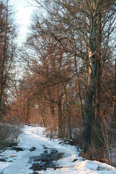 Фрагмент алеі (2010-03-08)