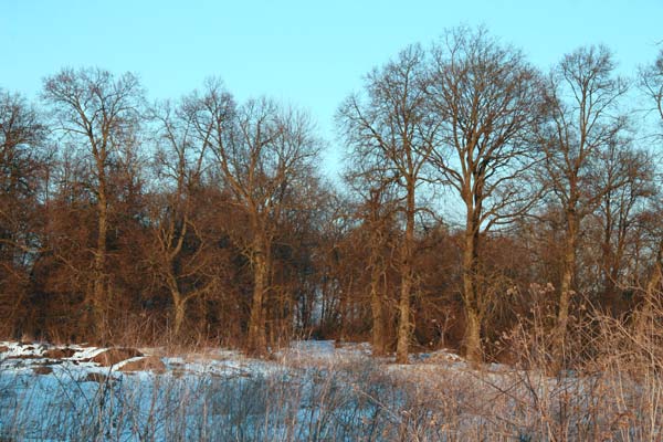 Рэшткі парка (2010-03-08)