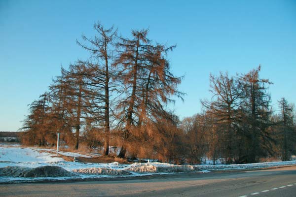 Лістоўніцы на заходнім ускрайку парка (2010-03-08)