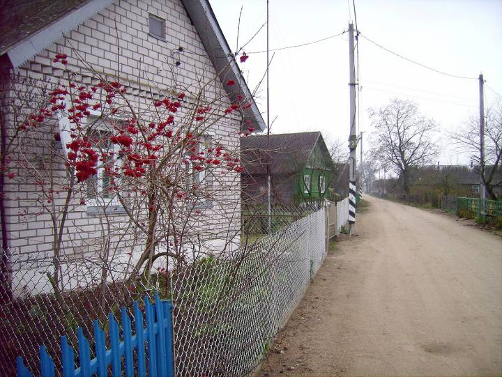 Ulica z krzewem kaliny na pierwszym planie.