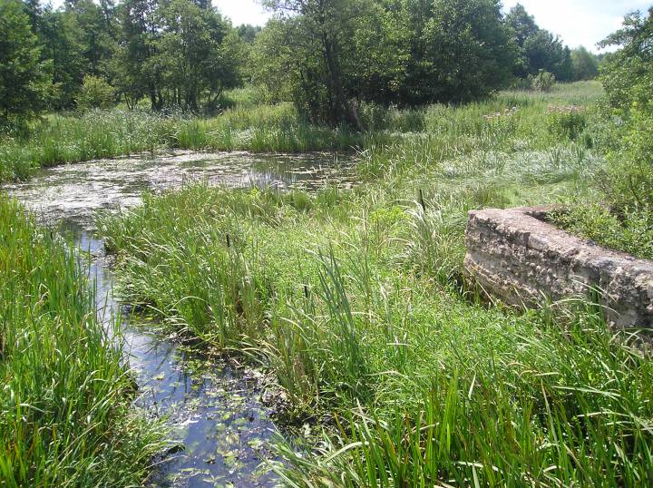 фундамент мельницы и заросшее озеро д.Горбачи ранее Левшово