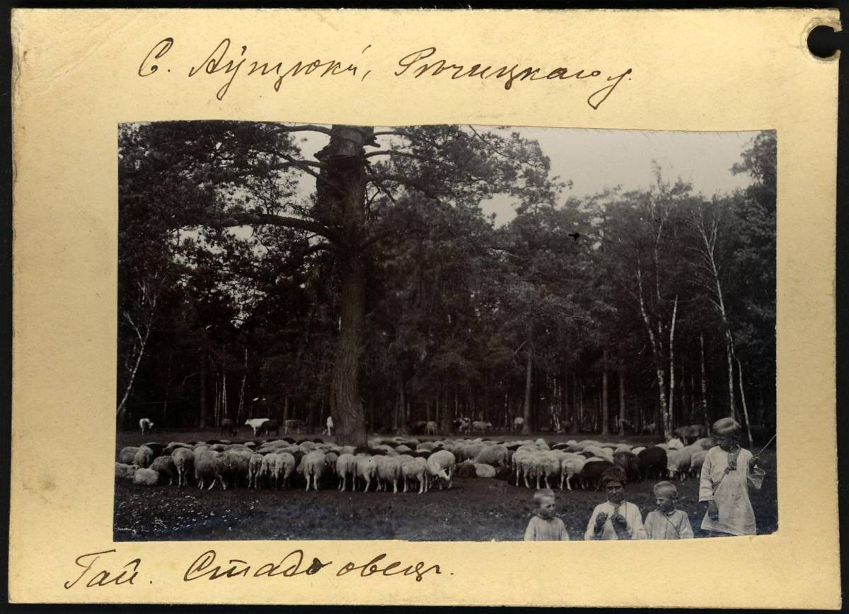 Гай, стадо овец. 1912 год.<br>Фотограф Исаак Абрамович Сербава.