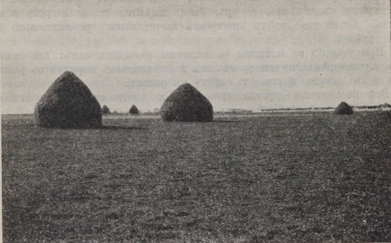 Пять стоговъ сѣна урожая 1913 г. на осушенномъ лугу братьевъ Дорожкиныхъ.<br>Вдали видна осушительная канава, обсаженная деревьями.<br>Источник - книга 