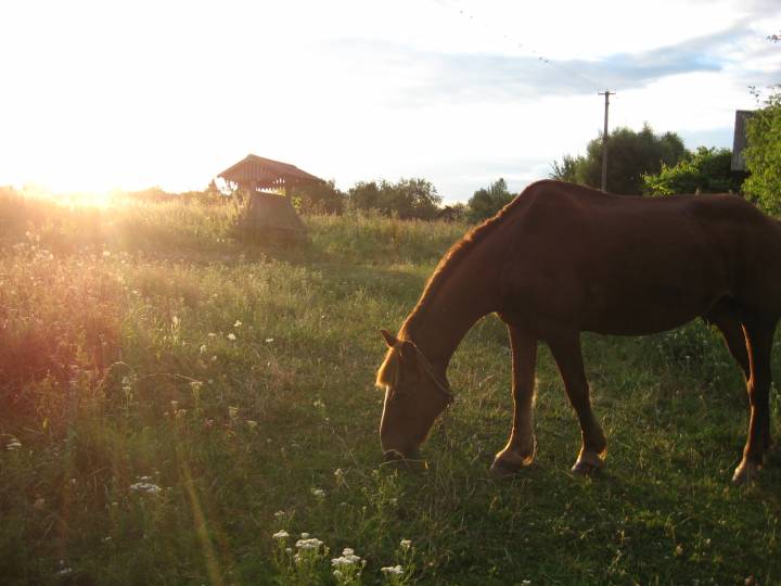 ул. Первомайская. На фото конь  по кличке Красавчик