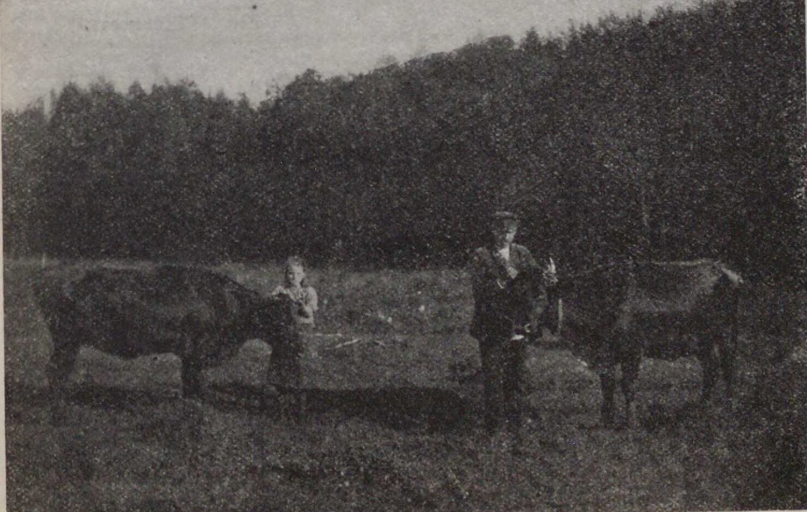 Корова и нетель, принадлежащие Федору Котову. Источник - книга 