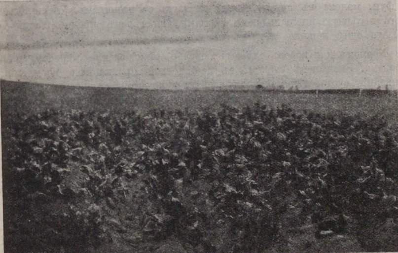 From the album of old pictures