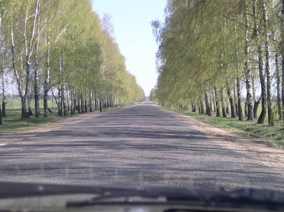 Выгляд шляху з Заполля да Рагачова. Зараз усе бярозы выразалі і пакінулі галечу.