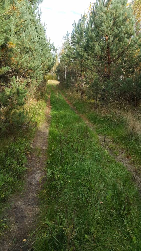 Дорога на Иванищевичи.