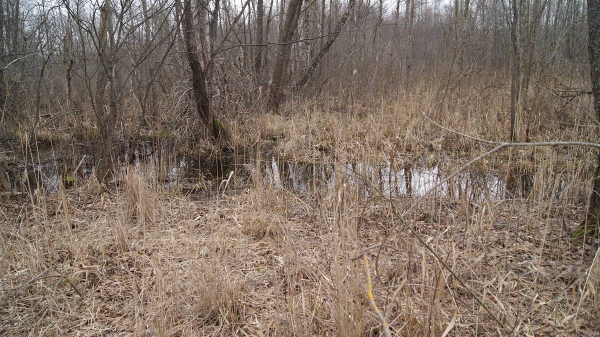 Деревня Осечино. Небольшой ручей за участком.<br>Деревня Осечено дорога Н-8644: https://m.youtube.com/watch?v=1W5R2LBhAsc