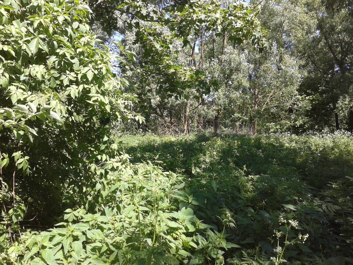 chaszcze w miejscu, gdzie prawdopodobnie stały kiedyś zabudowania dworskie