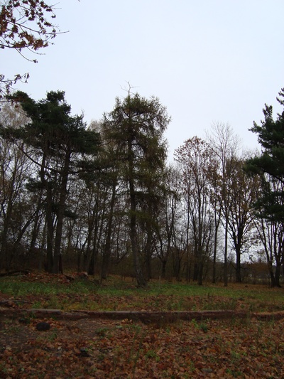 Месца дзе знаходзіўся палац Выкоўскага Ў.К.