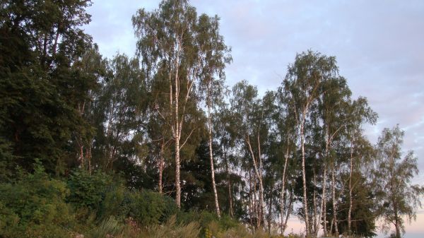 Вясковыя могілкі