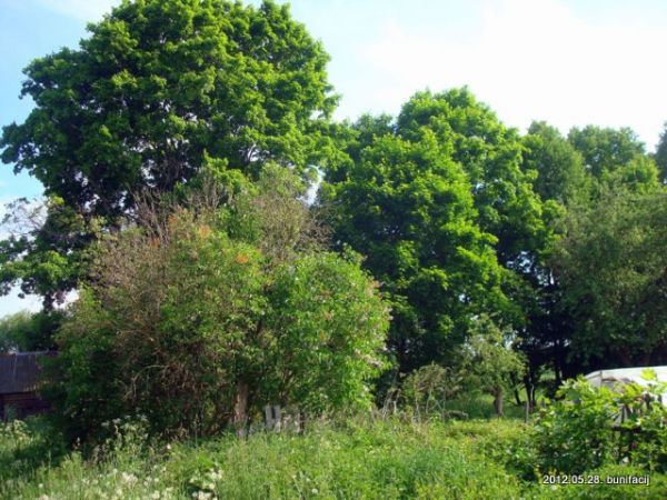 Остатки парка в имении