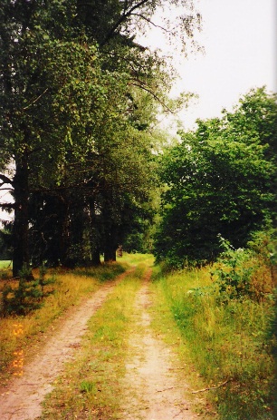 Fragment alei.<br><br>Фрагмент алеі