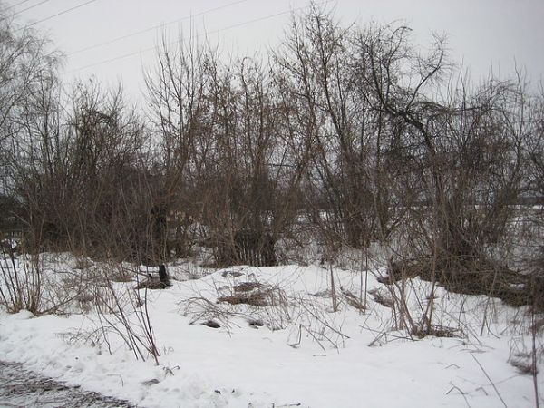 Ермоленко Анна Алексеевна