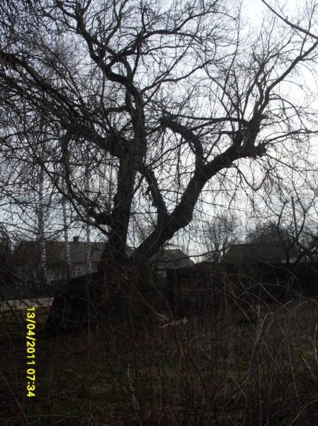 клён, посаженный <br>Сущик (Стрибук) Клавдией Захаровной