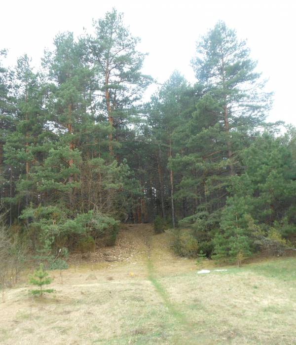 дорога в лес