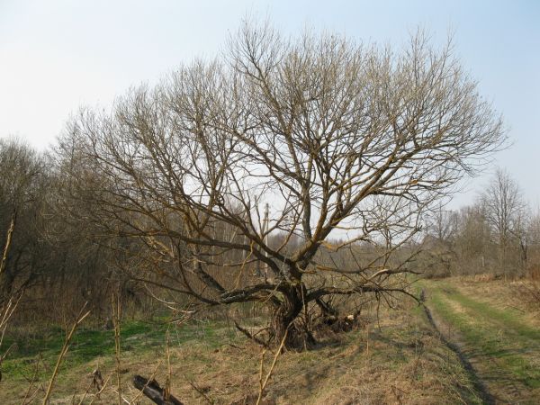 Зесь слева от дороги были огороды, справа дома.