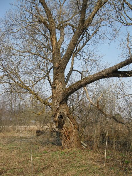 За этой вербой когдато был дом Кравцовых.
