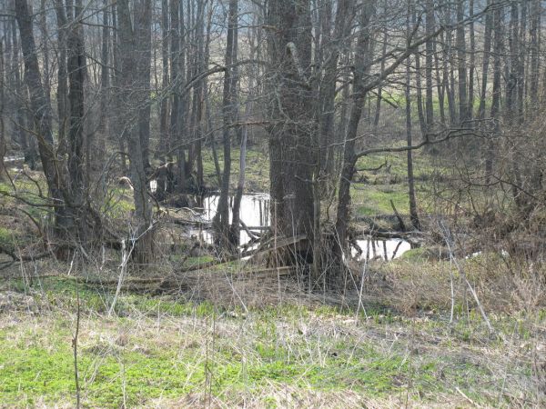 Рядом с деревней  в низине течёт речушка.
